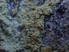 Lecanora helva