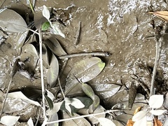 Periophthalmus modestus