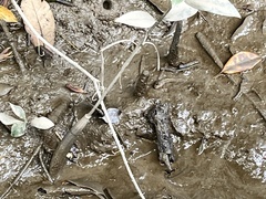 Periophthalmus modestus