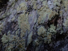 Lecanora helva
