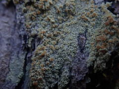 Lecanora helva