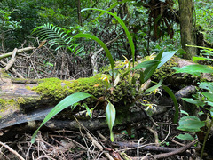 Maxillaria angustisegmenta