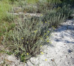 Chrysopsis floridana