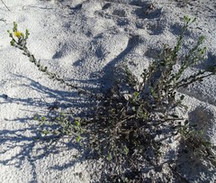 Chrysopsis floridana