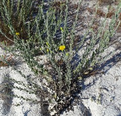 Chrysopsis floridana