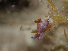 Polycera janjukia