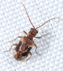 Ptinus fallax