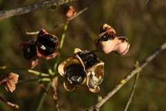 Phycella cyrtanthoides