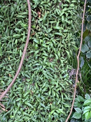Pyrrosia adnascens