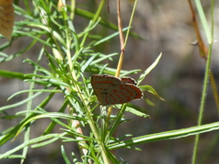Hypochrysops ignitus