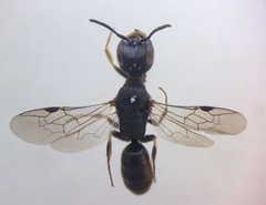 Passaloecus ribauti