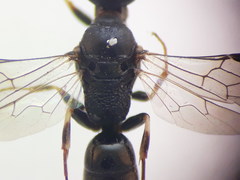 Passaloecus ribauti