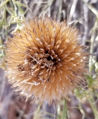 Echinacea angustifolia