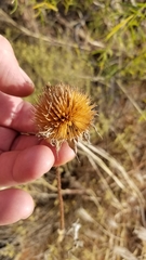 Echinacea angustifolia