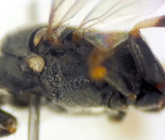 Passaloecus ribauti