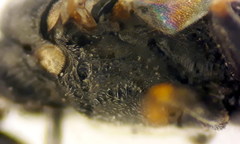 Passaloecus ribauti