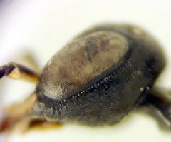 Passaloecus ribauti