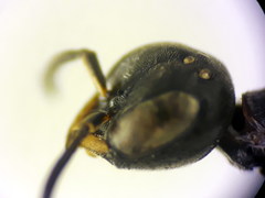 Passaloecus ribauti