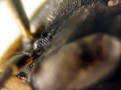 Passaloecus ribauti