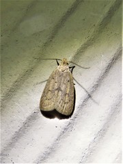 Inga obscuromaculella