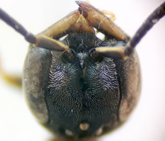 Passaloecus ribauti