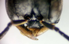 Passaloecus ribauti