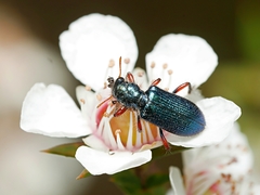 Phlogistus cribratus