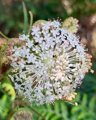 Trachymene composita composita