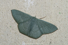 Orothalassodes floccosa