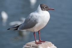 Chroicocephalus ridibundus