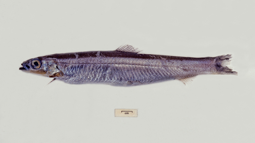 Bathylagichthys