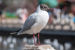 Chroicocephalus ridibundus