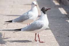 Chroicocephalus ridibundus