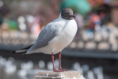 Chroicocephalus ridibundus