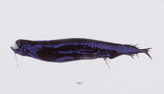 Melanostomias margaritifer
