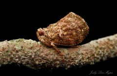 Cotylana angustifrons