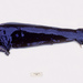 Malacosteus niger - Photo (c) Ken Graham, μερικά δικαιώματα διατηρούνται (CC BY-NC), uploaded by Ken Graham