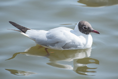 Chroicocephalus ridibundus