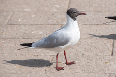 Chroicocephalus ridibundus