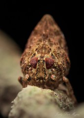 Cotylana angustifrons