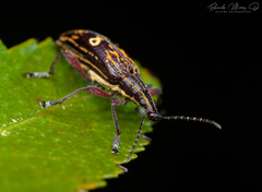 Dicordylus annulifer