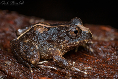 Eupsophus vertebralis