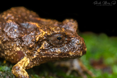 Eupsophus vertebralis