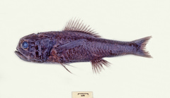 Melamphaes suborbitalis