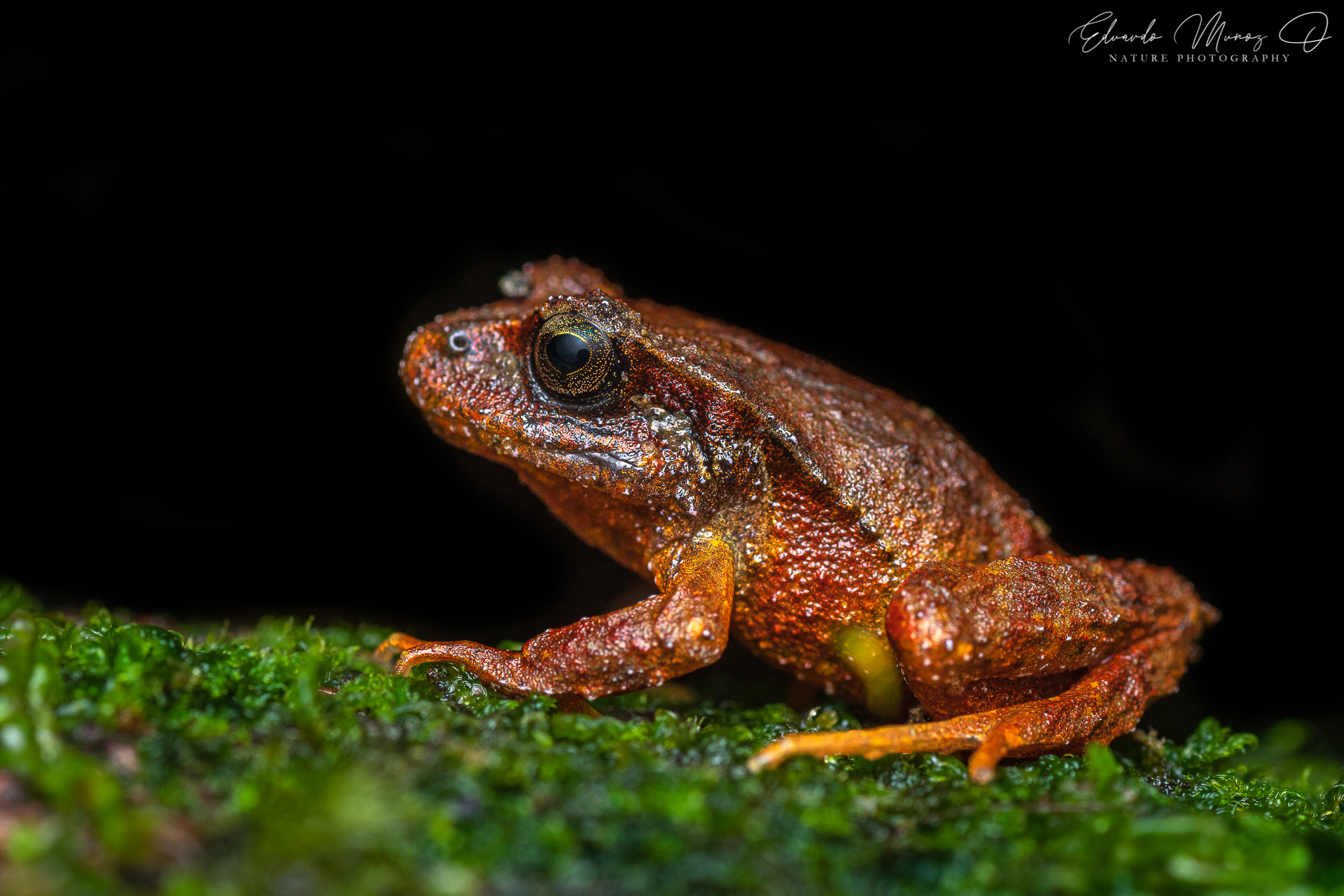 Eupsophus altor Nuñez, Rabanal & Formas, 2012