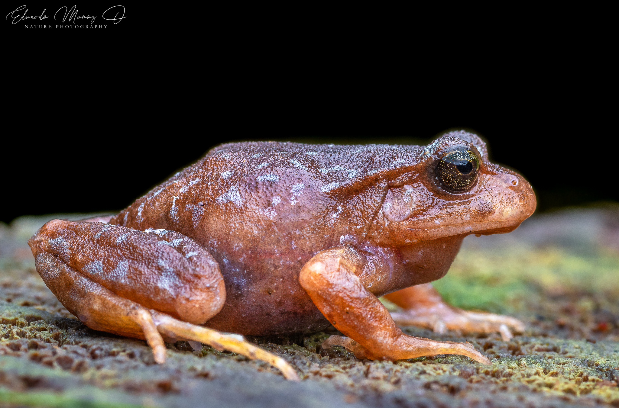 Eupsophus altor Nuñez, Rabanal & Formas, 2012