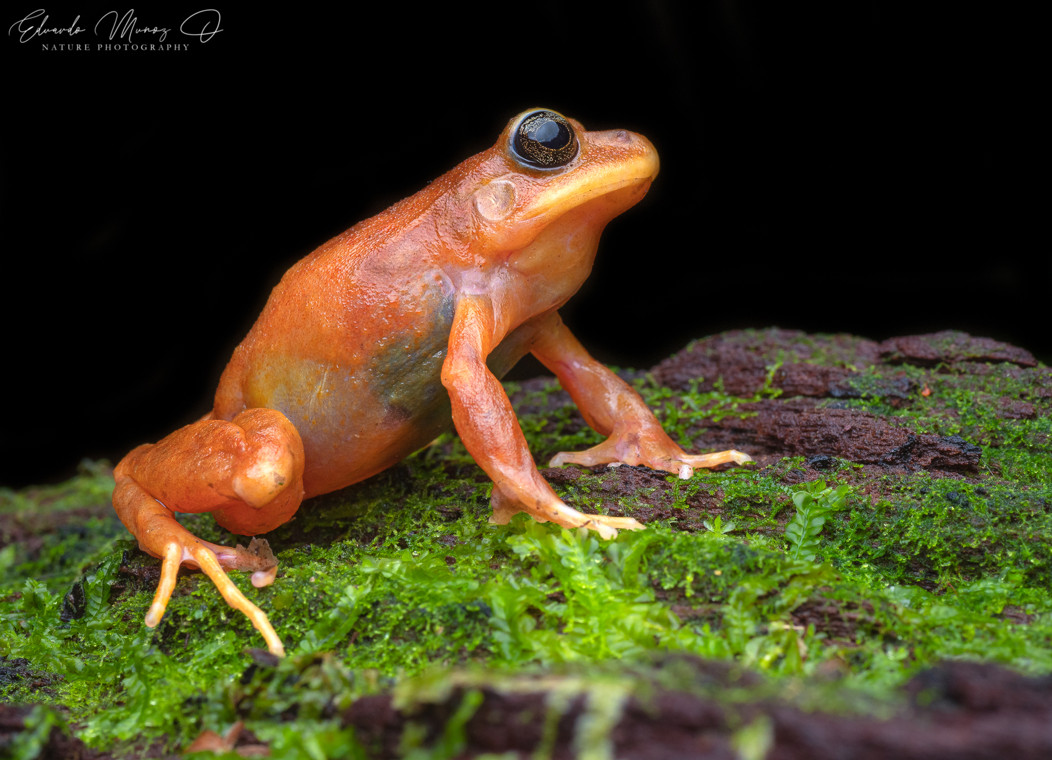 Eupsophus altor Nuñez, Rabanal & Formas, 2012