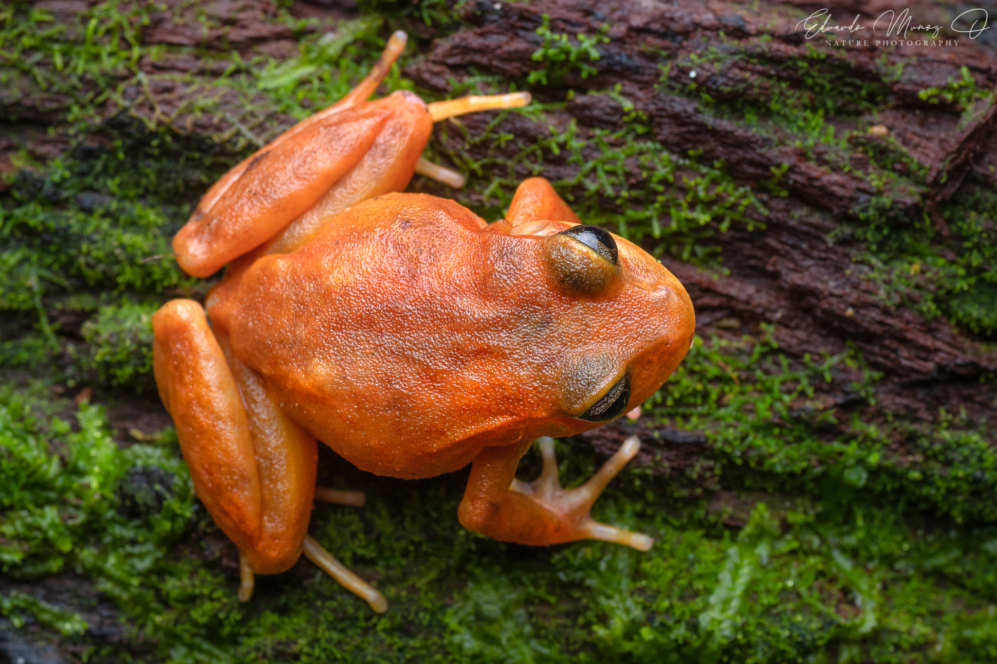 Eupsophus altor Nuñez, Rabanal & Formas, 2012