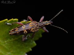 Dicordylus annulifer