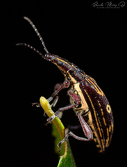Dicordylus annulifer